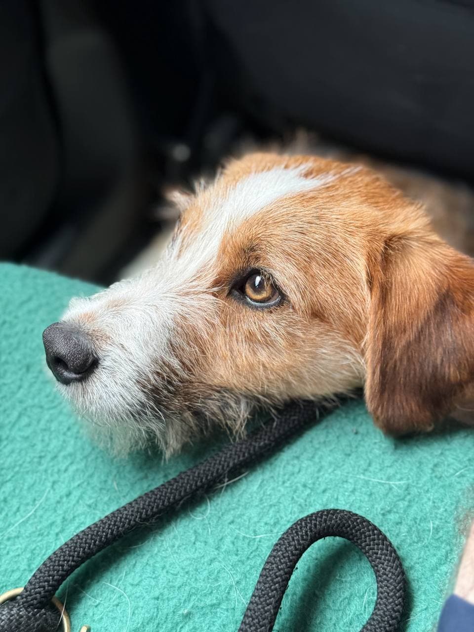 Dog looking for a home