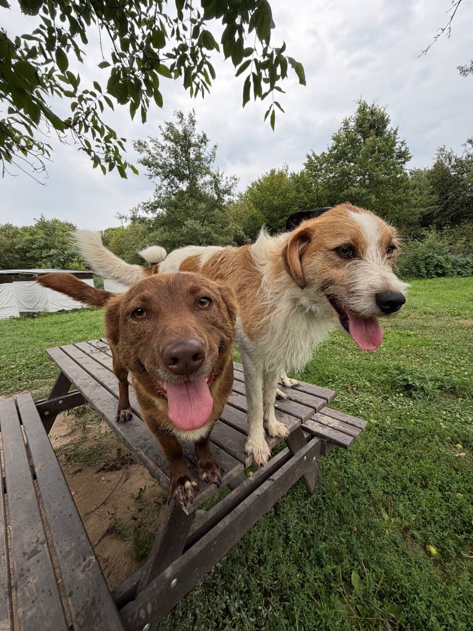 A dog from the Green Shelter